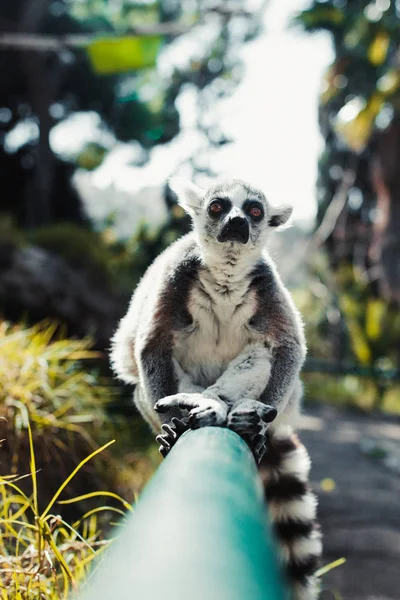 Lémurien Assis Sur Tube Dans Parc Faune Tropicale Photos De Stock Libres De Droits