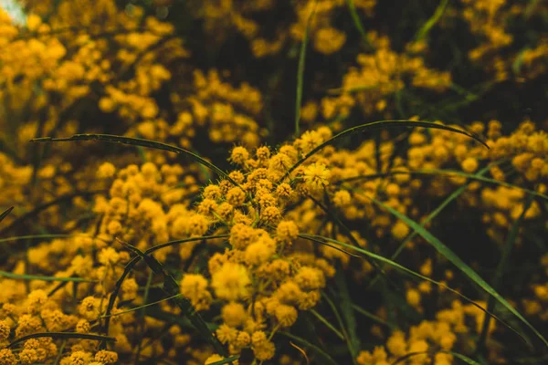 Belles Fleurs Jaunes Avec Des Feuilles Vertes Photo De Stock