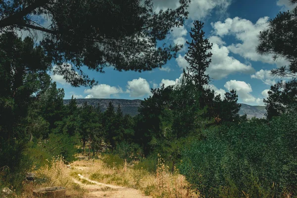 Vue Panoramique Sur Belle Forêt Été Ciel Nuageux Images De Stock Libres De Droits