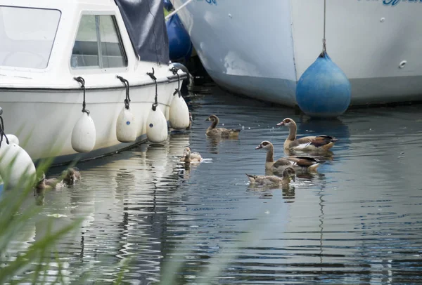 Family Egyptian Geese Swimming Water Some Boats — Stock Photo, Image