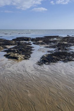 Sahil üzerinde deniz yosunu ve kaya oluşumları