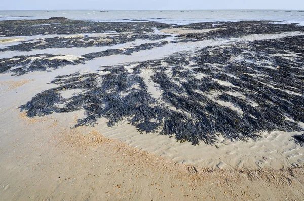 Formações de algas e rochas na costa — Fotografia de Stock