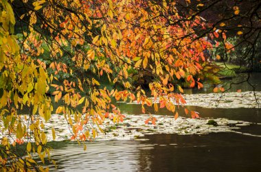 sonbahar yaprakları