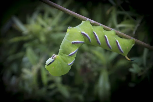 Privet Şahin Güve Tırtıl — Stok fotoğraf