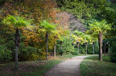 Palmiye Ağaçları Yolu