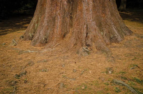 Base de árbol de secuoya gigante — Foto de Stock