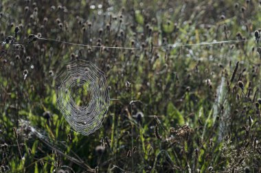 Örümcekler Yuvarlak Örümcek Ağı