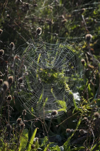 Spindlar runt Cobweb — Stockfoto