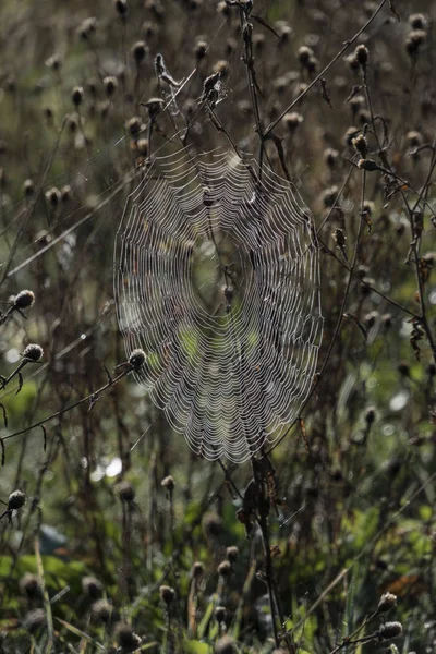 Pókok kerek cobweb — Stock Fotó