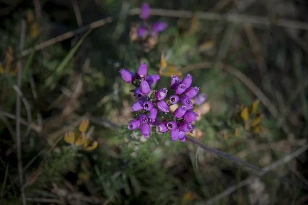 Wild Heather Flower — Stock Photo, Image