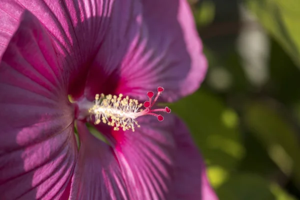 Roze Hibiscus Bloem — Stockfoto