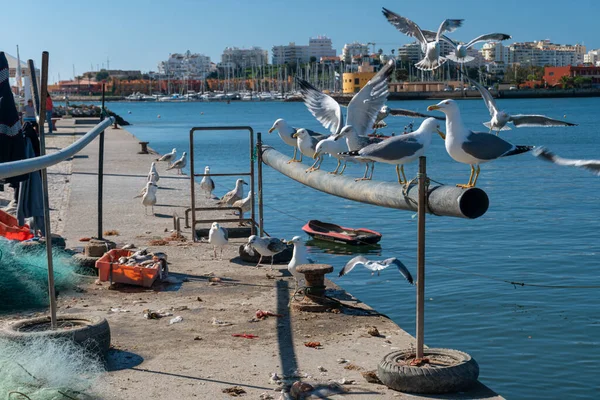 Gaivotas Espera Comer Restos Peixe Deixados Pelos Pescadores — Fotografia de Stock