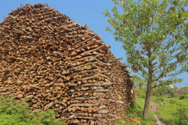 güneş ışığında yemyeşil ve mavi gökyüzü ile çevrili yığılmış yakacak odun