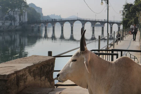 Una Vaca Encuentra Orilla Del Lago Pichola Sobre Fondo Puente —  Fotos de Stock