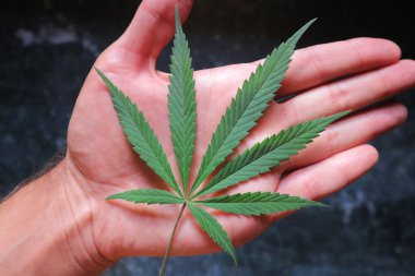 el tutan yeşil kenevir yaprağı