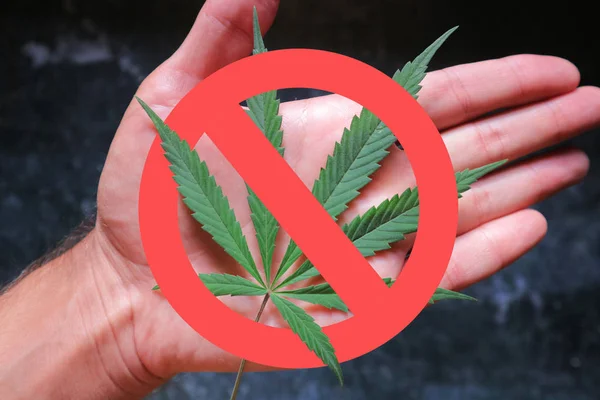 kırmızı dur işareti ile marihuana yaprağı tutan el
