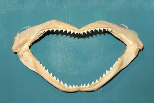 Shark jaws on blue wall. Shark teeth and fangs - sea trophy