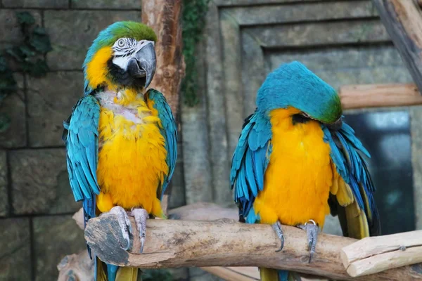 Deux Perroquets Bleus Perchés Sur Bâton — Photo