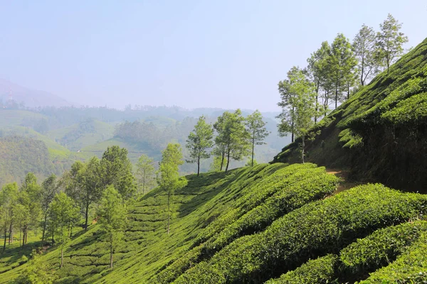 Arbres Terrasse Riz Vert Avec Ciel Brumeux Thailand — Photo