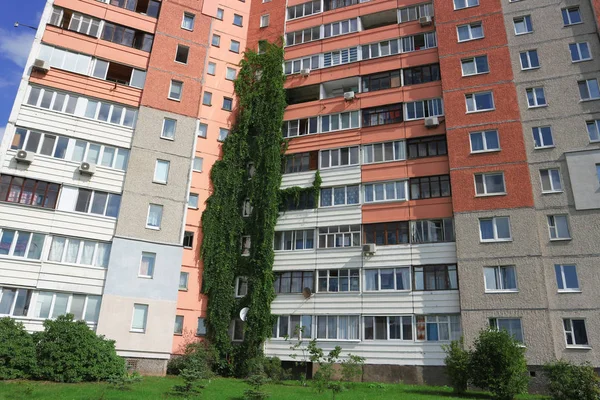 Climbing Plant Wild Grapes Growing Wall Multistory Apartment Building — Stock Photo, Image