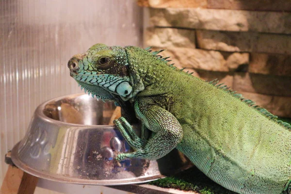 Iguana Verde Vicino Alla Ciotola Metallo Nel Terrario Foto Stock