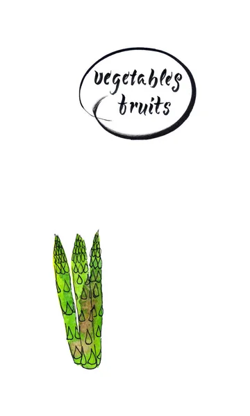 Stengels Van Verse Groene Asperges Hand Getrokken Aquarel Vectorillustratie — Stockvector