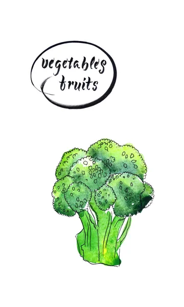 Groene Verse Rauwe Broccoli Hand Getrokken Vector Aquarel Illustratie — Stockvector