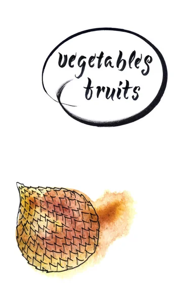 Γογγυλοκράμβες Zalacca Salak Φρούτα Φίδι Φρούτα Είναι Γλυκά Και Ξινά — Διανυσματικό Αρχείο