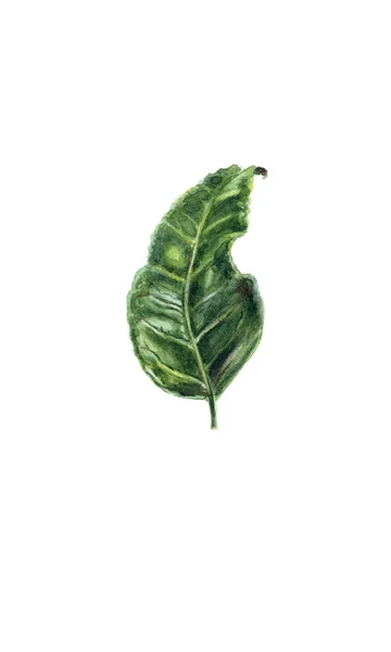 Feuille Verte Arbre Thé Camelia Camellia Sinensis Aquarelle Illustration Botanique — Photo