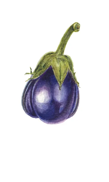 Frisches Auberginengemüse Mit Stiel Oder Aubergine Aquarell Botanische Illustration — Stockfoto