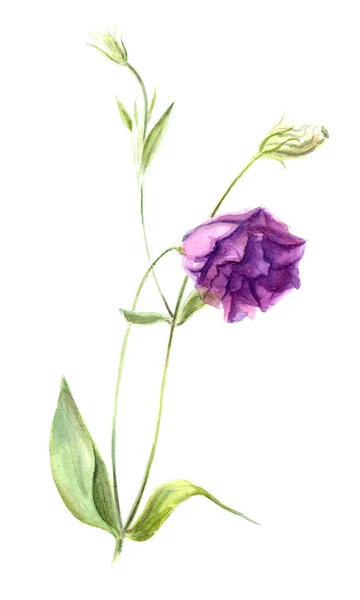 Lys Lilla Blomst Eustomi Eller Lisianthus Botanisk Illustrasjon Med Akvarellfarge – stockfoto