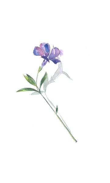 Modrý Květ Menší Brčál Menší Akvarel Botanická Ilustrace — Stock fotografie