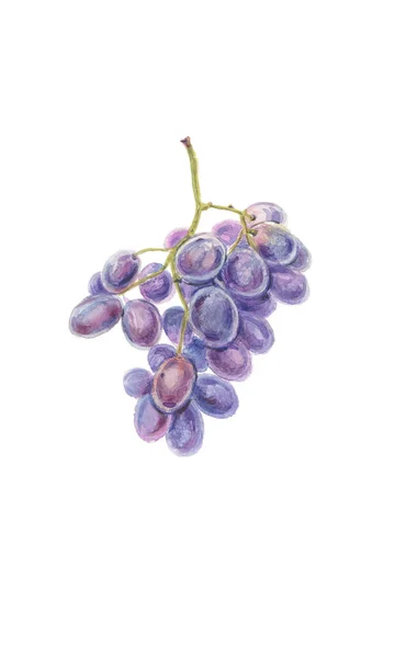 Donker Blauwe Druiven Droog Bos Aquarel Botanische Illustratie — Stockfoto