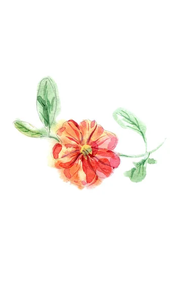 Aquarell Handbemalte Petunienblume — Stockfoto