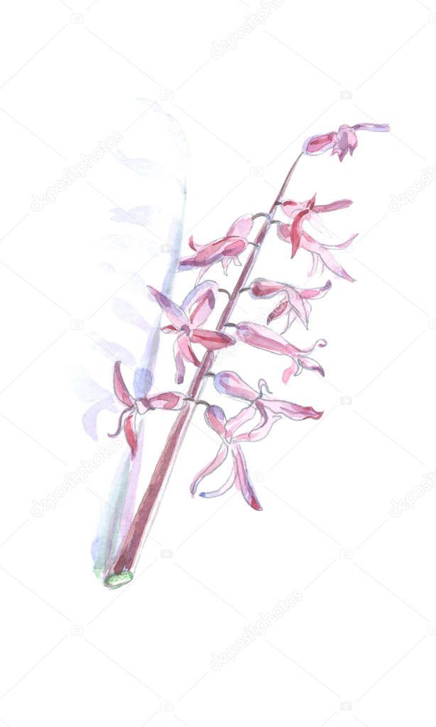 Forsythia Oleaceae flowers spring time - watercolor botanical illustration