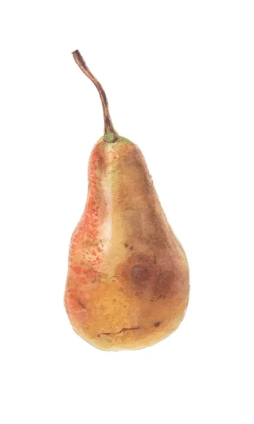 Frutto maturo di pera gialla rossa — Vettoriale Stock