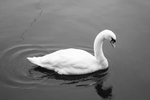 Cisne Lago Garda Itália Preto Branco — Fotografia de Stock