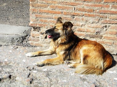 Pompei, İtalya harabelerde köpek