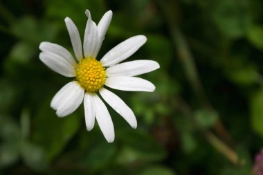 Beyaz papatya üzerinde yağmur damlaları. Beyaz papatya