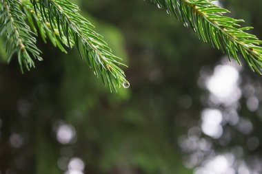 Yağmur damlaları iğne yapraklı ağaç, çam