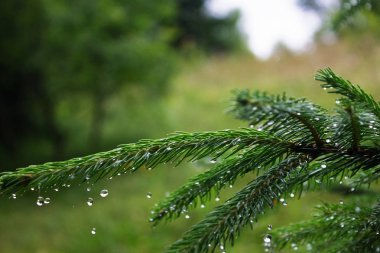 Yağmur damlaları iğne yapraklı ağaç, çam
