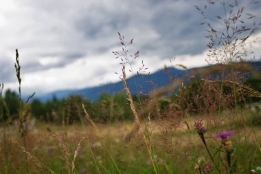 Kır çiçekleri ve çim zemin Dağları nın karşı. Karpatlar