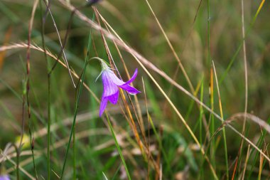 Yağmur damlaları, çiy ile mavi alan çiçek. Çan çiçeği