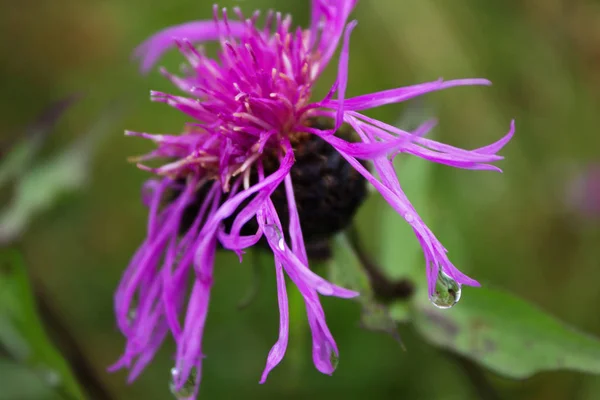 Yağmur damlaları, çiy ile mor dağ peygamber çiçeği. Yağmur sonrası