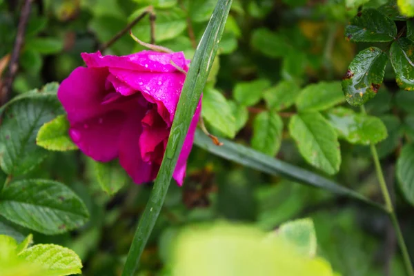 Vahşi Pembe yağmur damlaları ile çiğ yükseldi. Yağmur sonrası