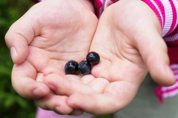 Berry bilberry çocuk avuç içi. Bir çocuk çilek tutar