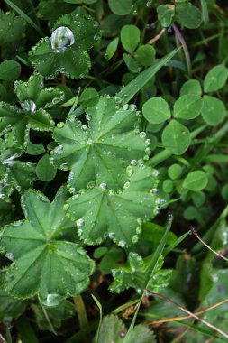 Yağmur damlaları, üzerindeki yaprak çimen, yağmur damlaları, dal Çiy damlaları Çiy damlaları