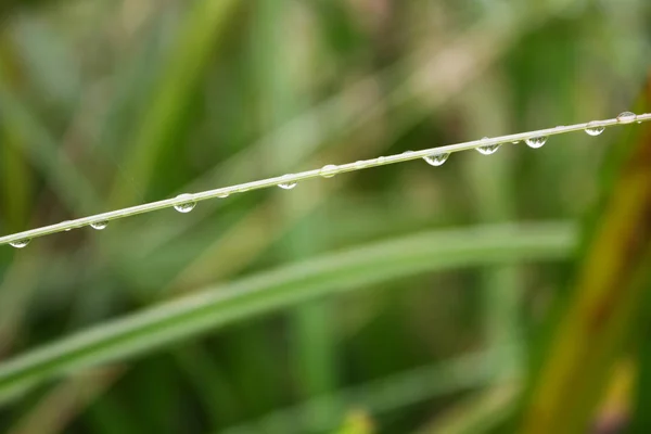 Yağmur damlaları, üzerindeki yaprak çimen, yağmur damlaları, dal Çiy damlaları Çiy damlaları