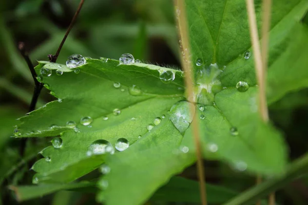 Raindrops, drops of dew on a leaf of grass, raindrops, drops of dew on a branch