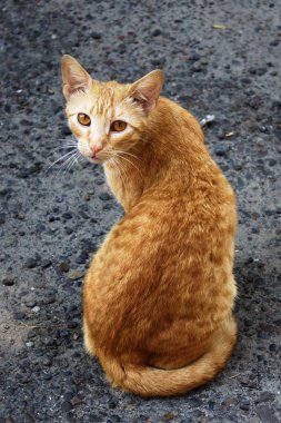 Sarı gözleri olan bir ince kırmızı evsiz kedi. Chernivtsi city, Ukrayna, 26 Ağustos 2018